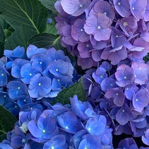 Meet your Posher, Leonely